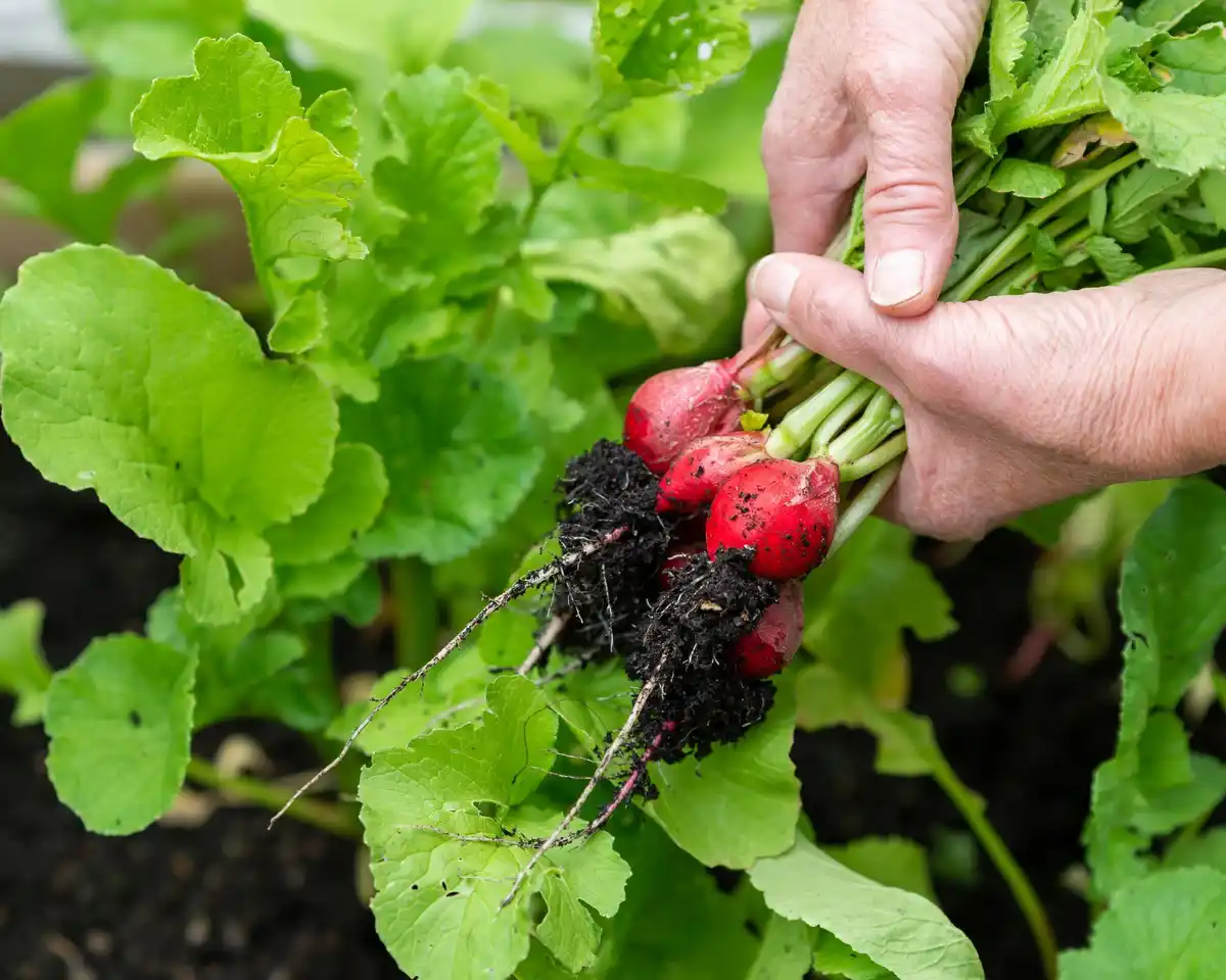 radishes in garden bed