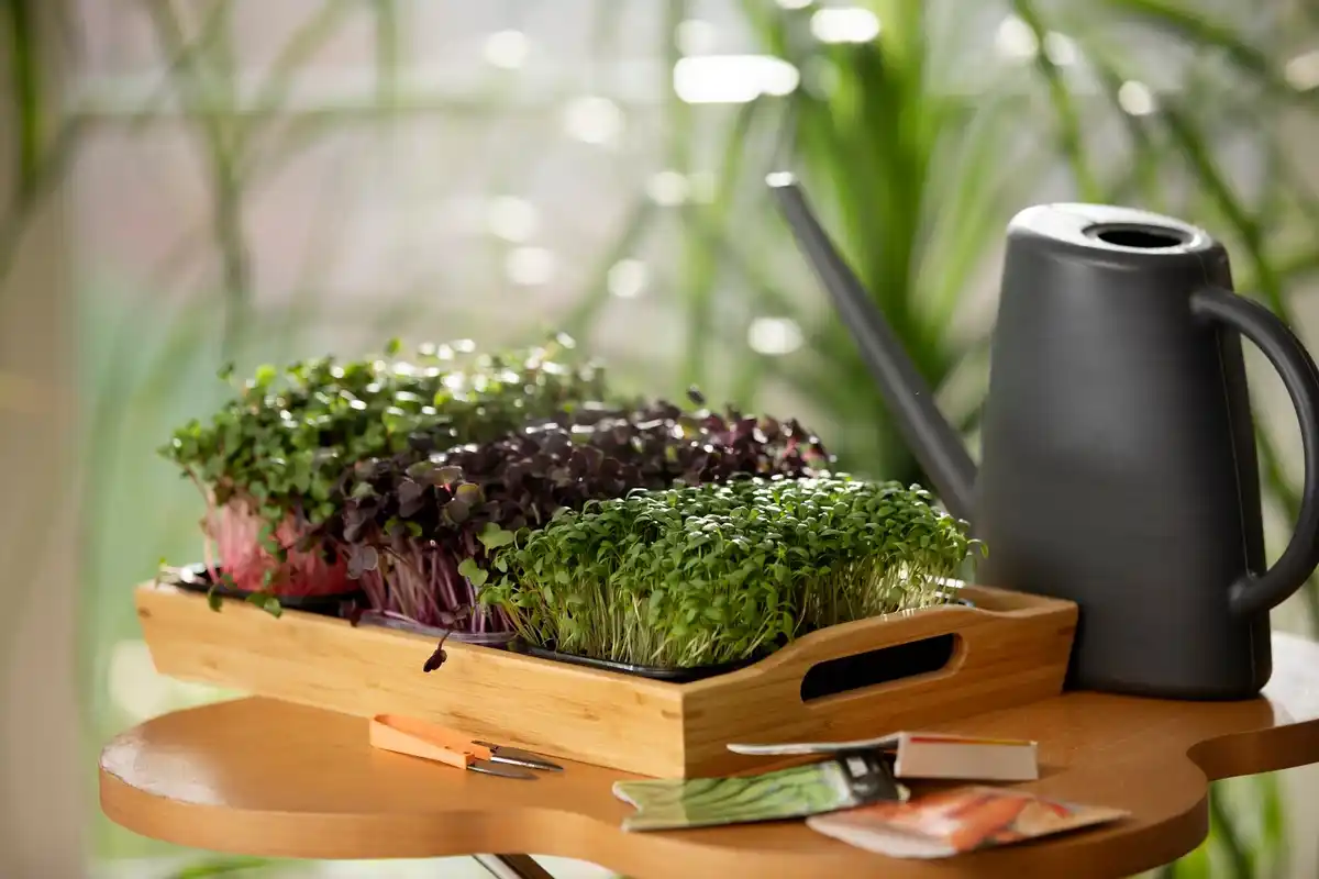urban balcony vegetable garden pots herbs fresh growth