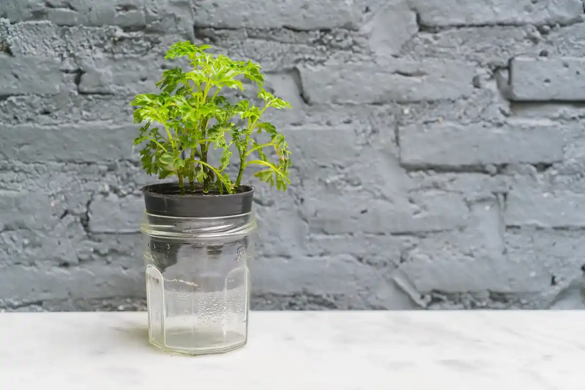 kitchen herb regrowing in glass jars