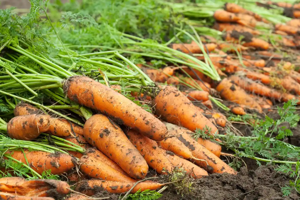 fresh carrot harvest Dutch vegetable garden