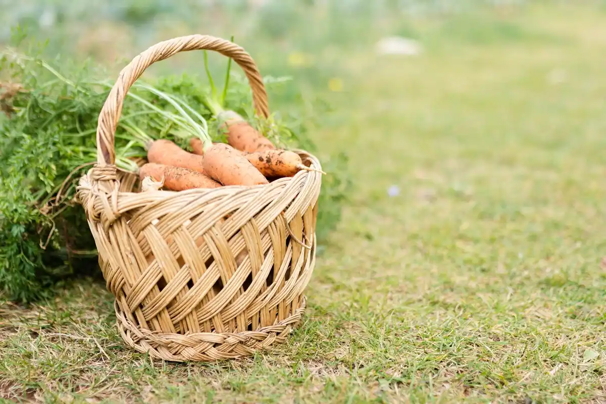 a fresh carrot harvest in a Dutch vegetable garden