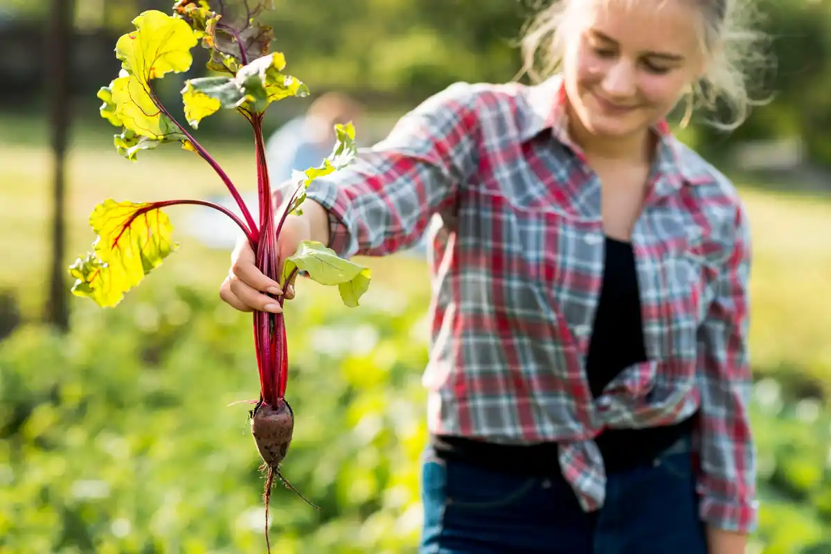 saving vegetable seeds backyard garden Netherlands