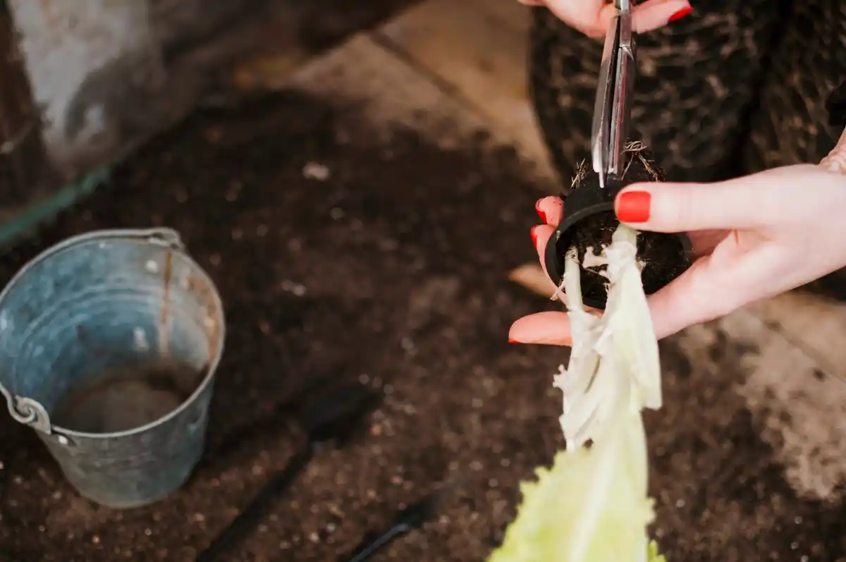 saving heirloom vegetable seeds backyard garden