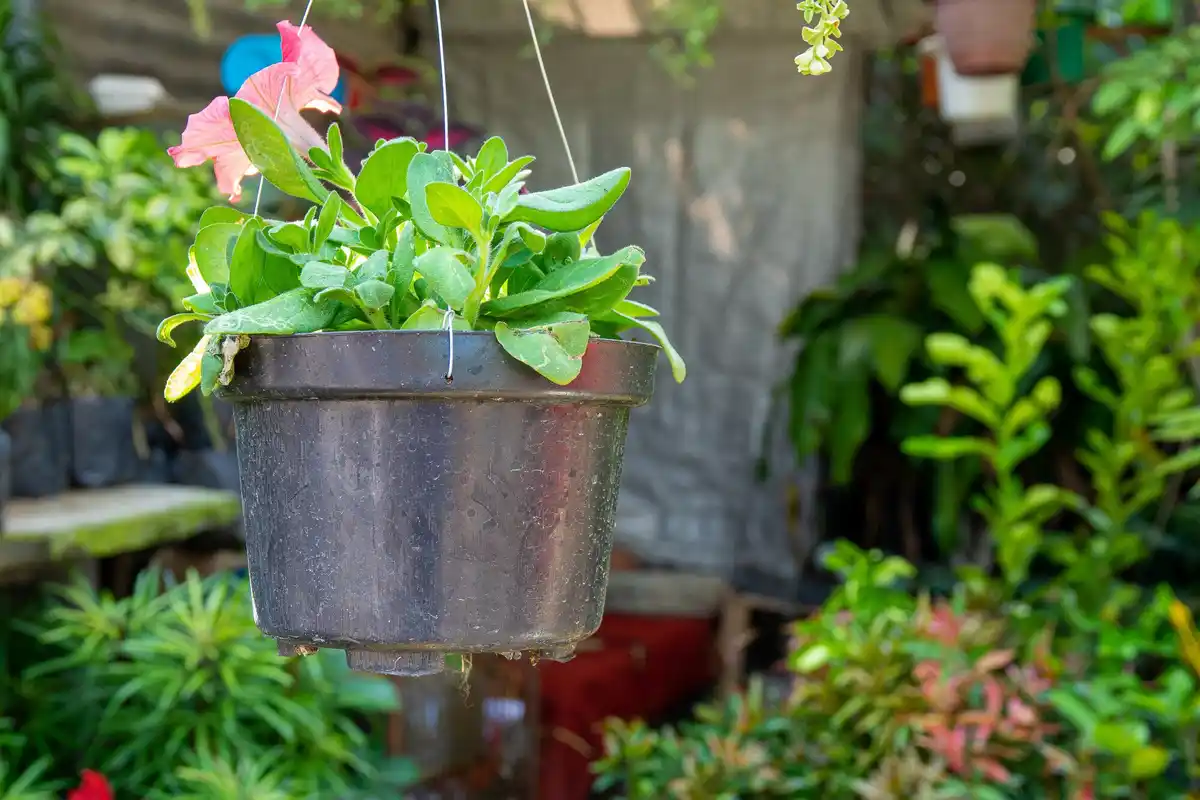 urban balcony vegetable garden recycled containers