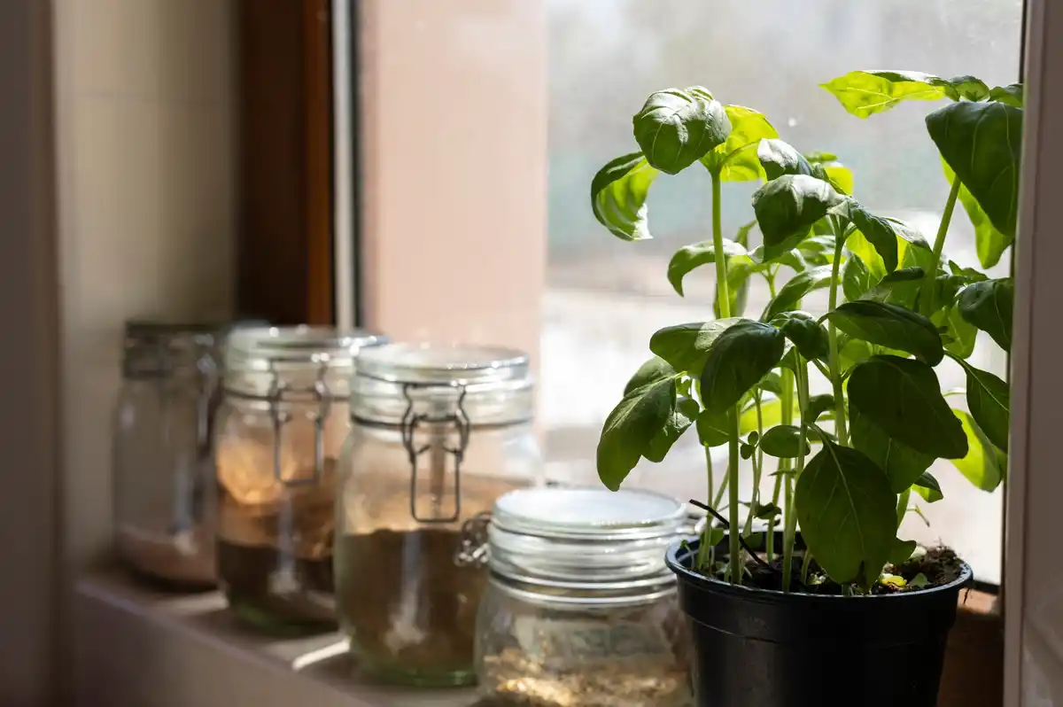 small balcony garden with herbs in recycled boxes and cans