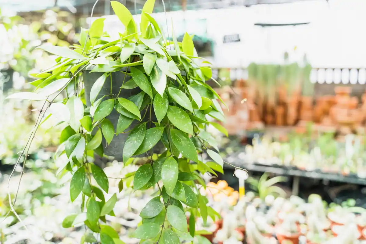 Vertical balcony garden with hanging pots and herbs