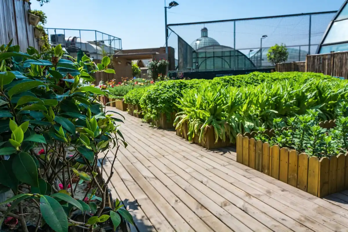raised garden beds with healthy vegetable plants in urban backyard