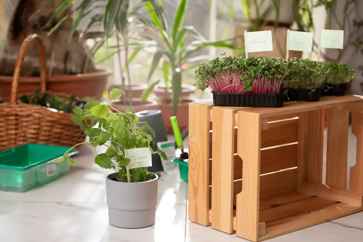 container vegetable garden urban balcony