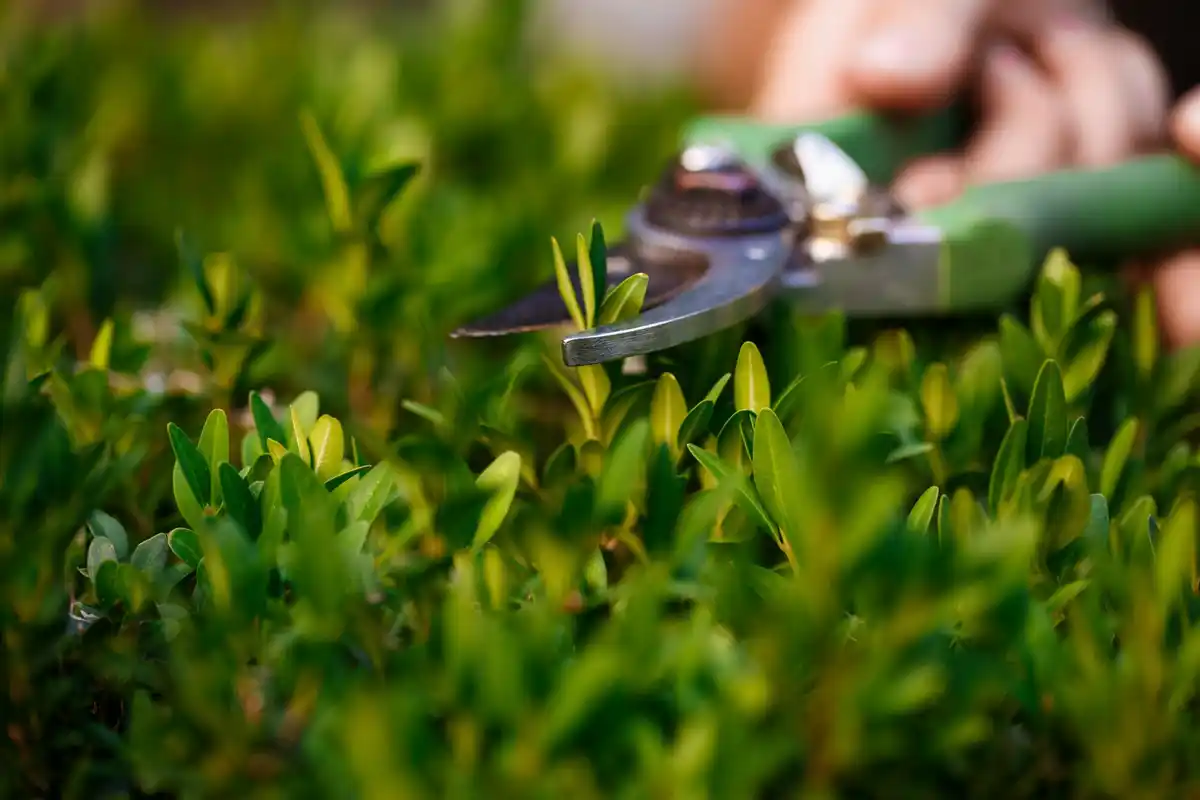 electric hedge trimmer in use in garden