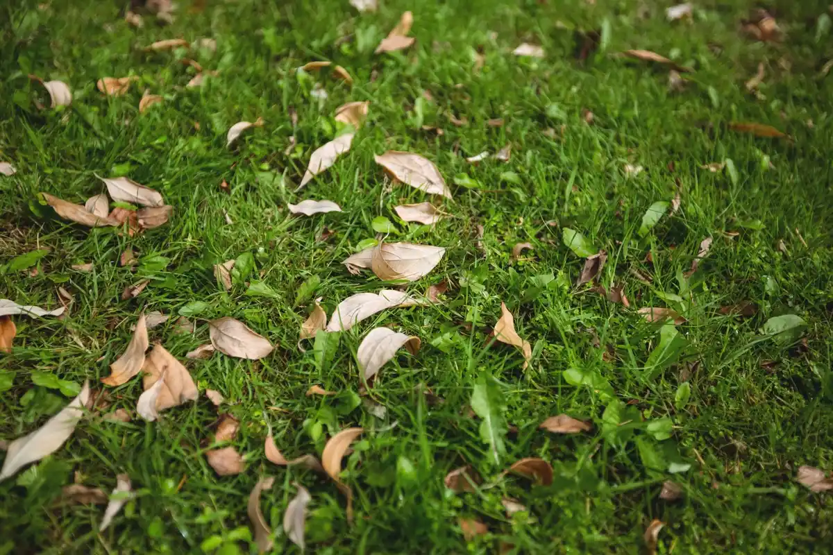 lawn soil aeration and grass growth problems backyard