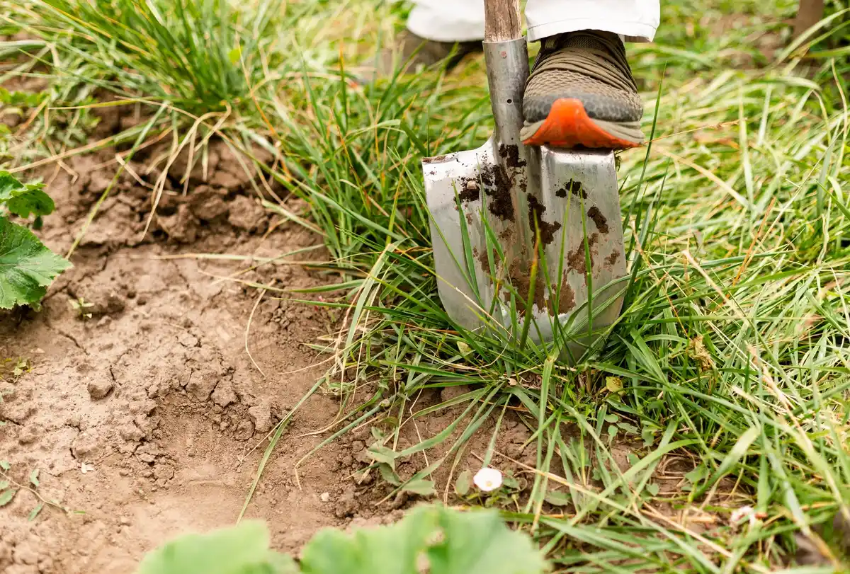 close-up of soil aeration for lawn care