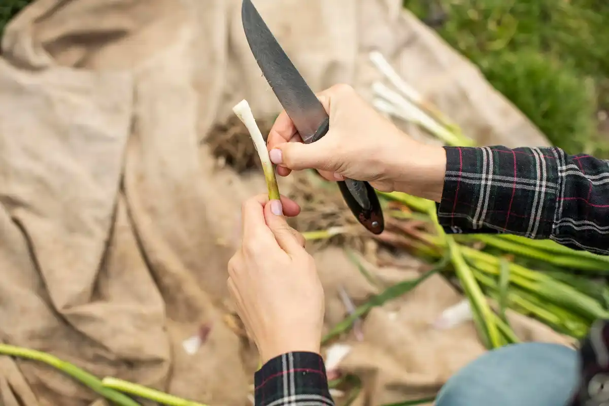 Close-up of lawn mower blades sharpening on a sharpening stone