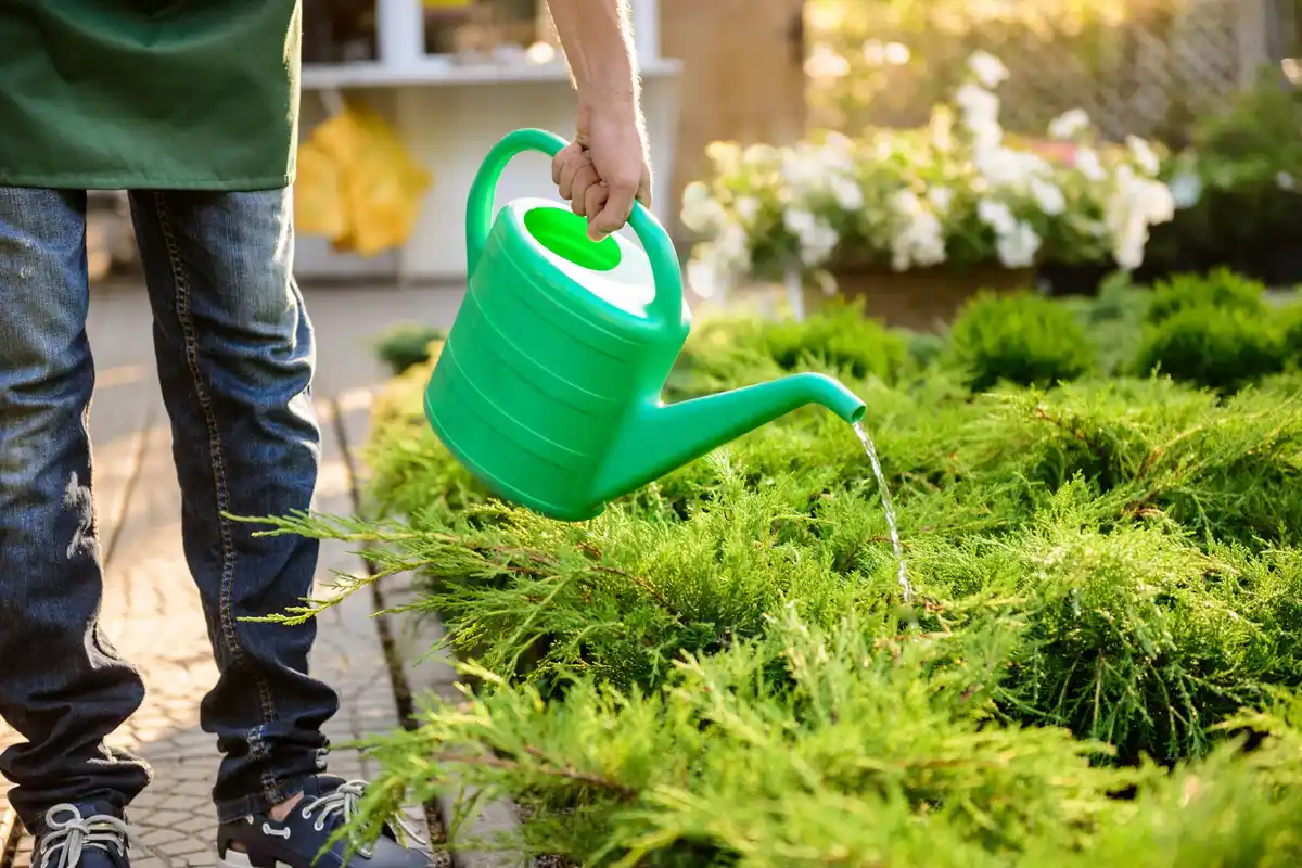 green healthy lawn summer garden Netherlands watering mowing fertilizer
