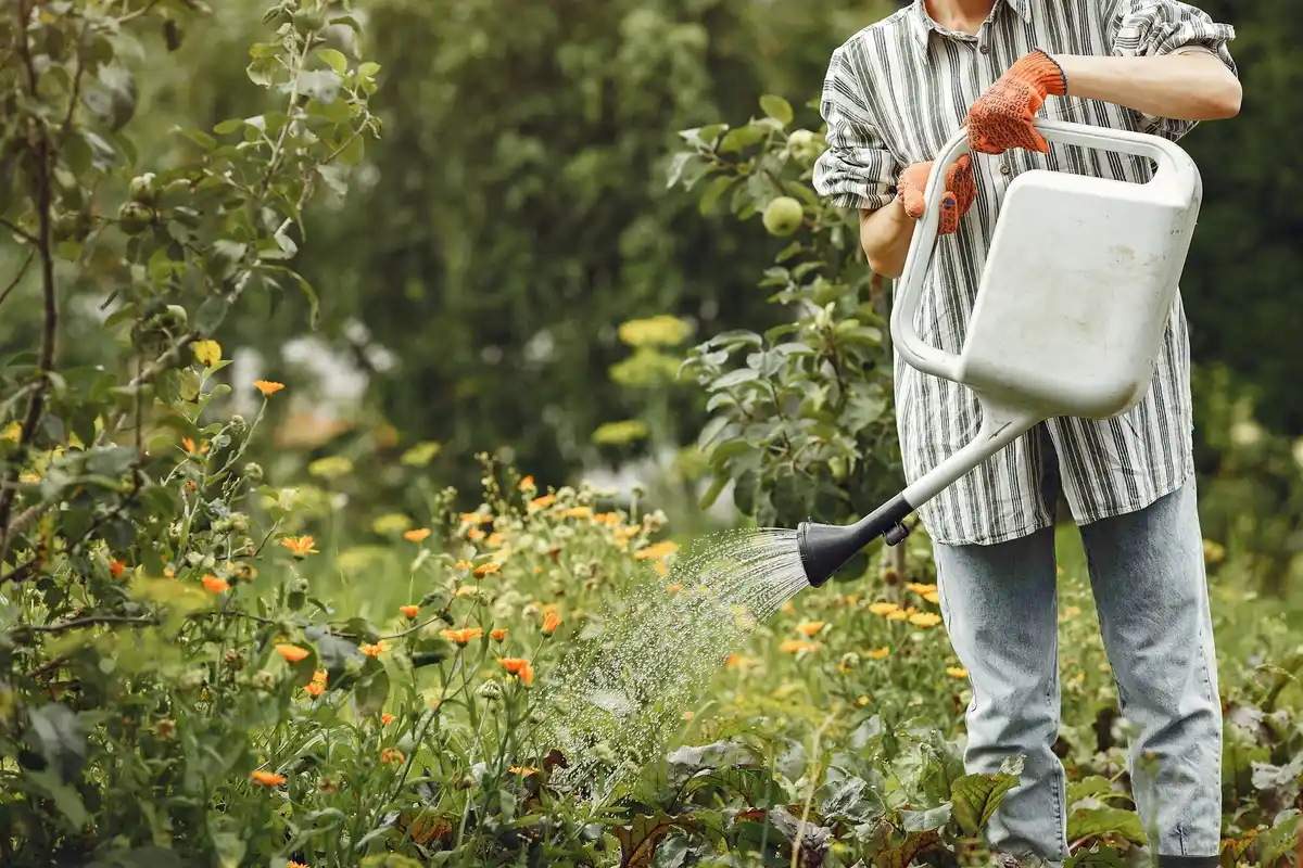 watering lawn early morning Netherlands gardening