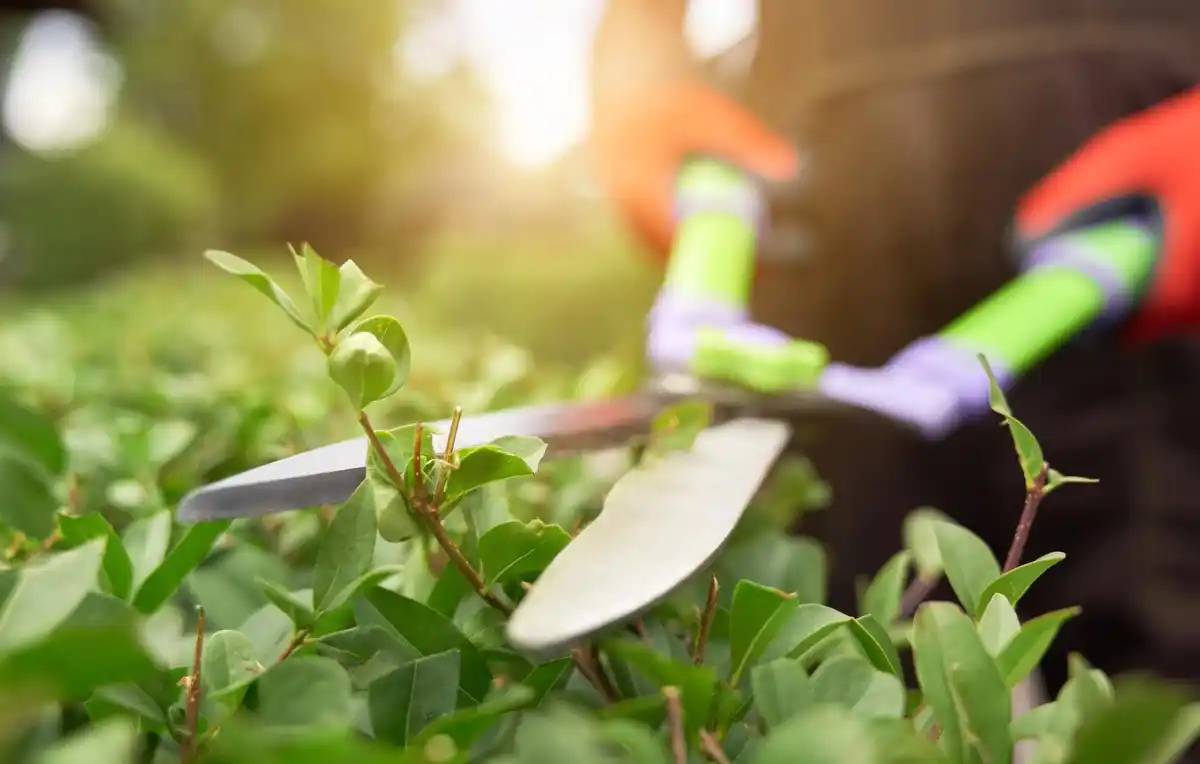 garden weed removal tools dutch lawn