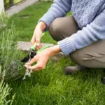 lush green lawn Dutch garden spring maintenance