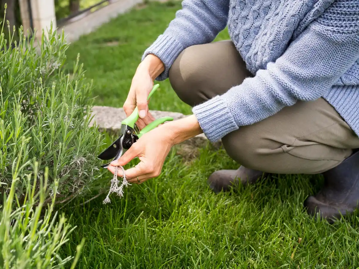 lush green lawn Dutch garden spring maintenance