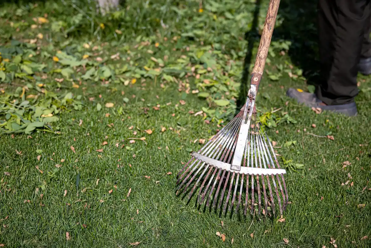 lawn dethatching garden tool netherlands
