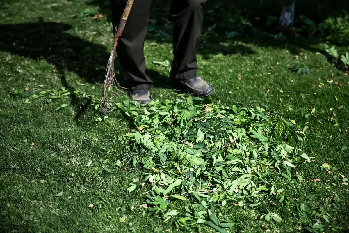 raking fresh grass seeds lawn preparation netherlands