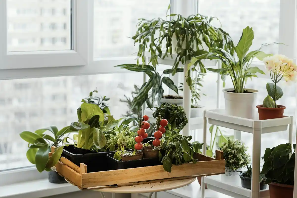small urban vegetable garden balcony plants