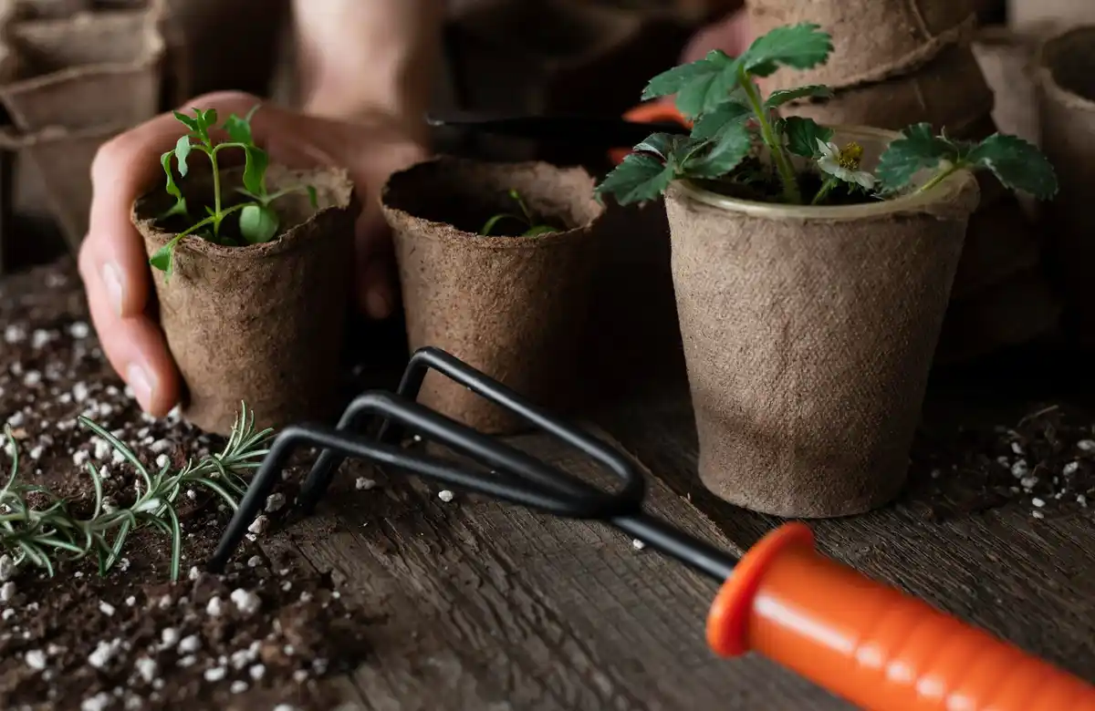 small urban garden vegetables potted plants