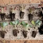dutch vegetable garden struggling growth soil moisture