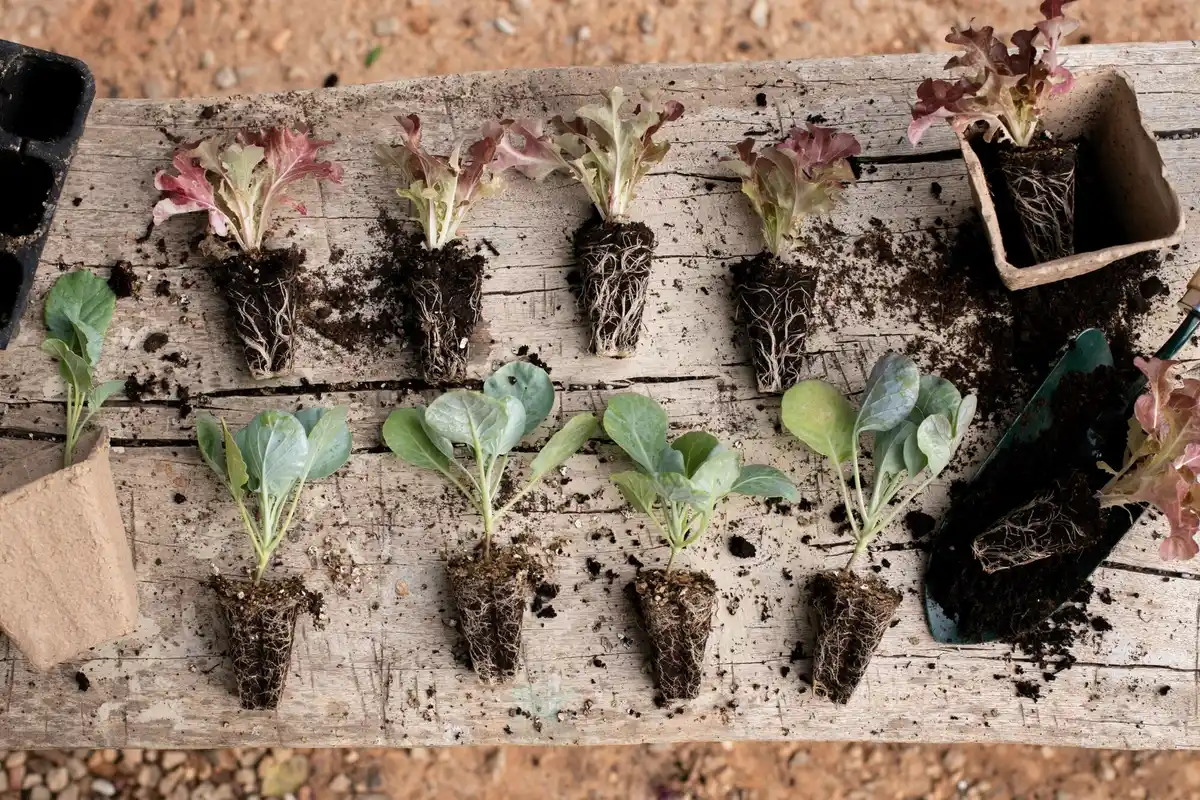 dutch vegetable garden struggling growth soil moisture