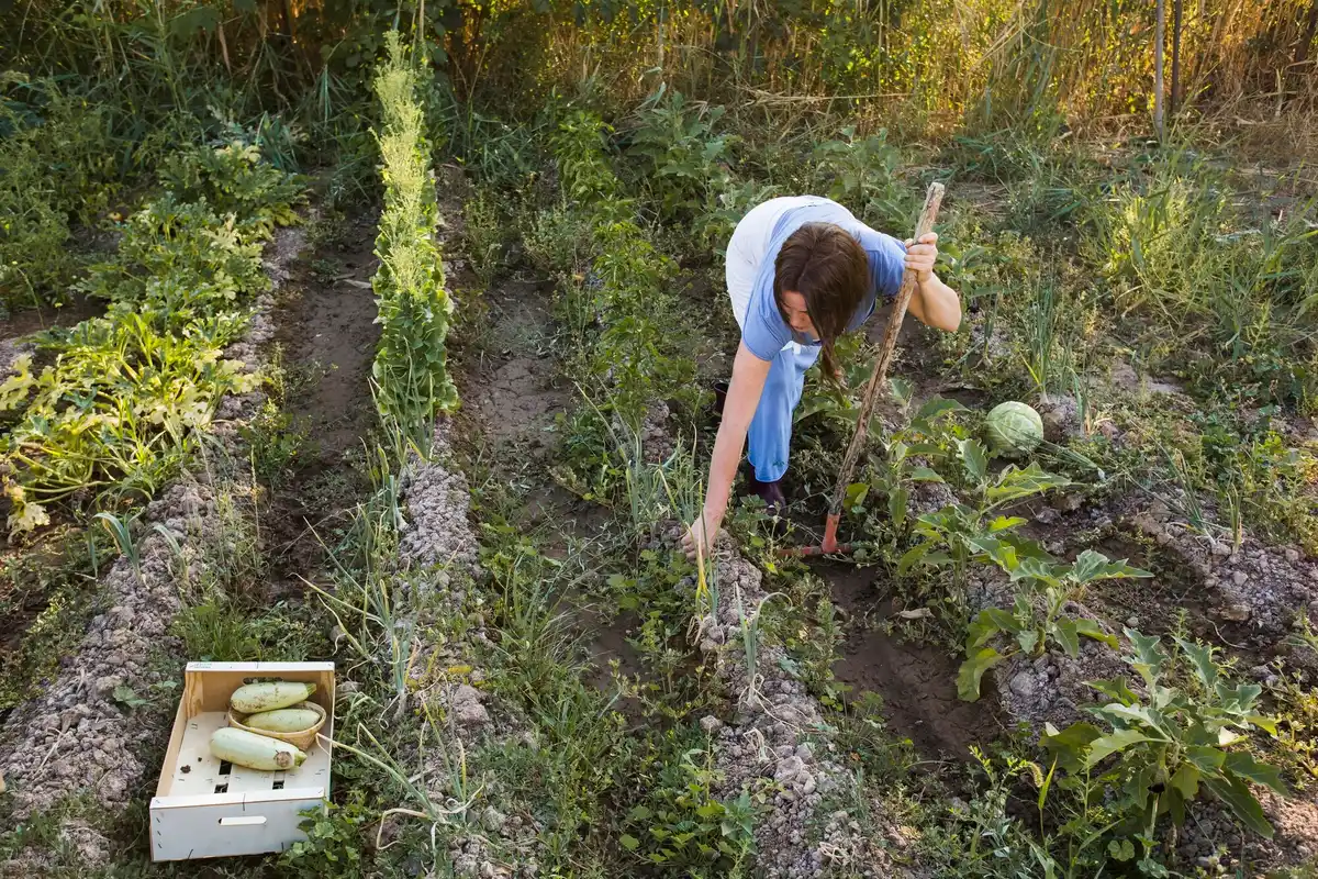 dutch vegetable garden poor growth