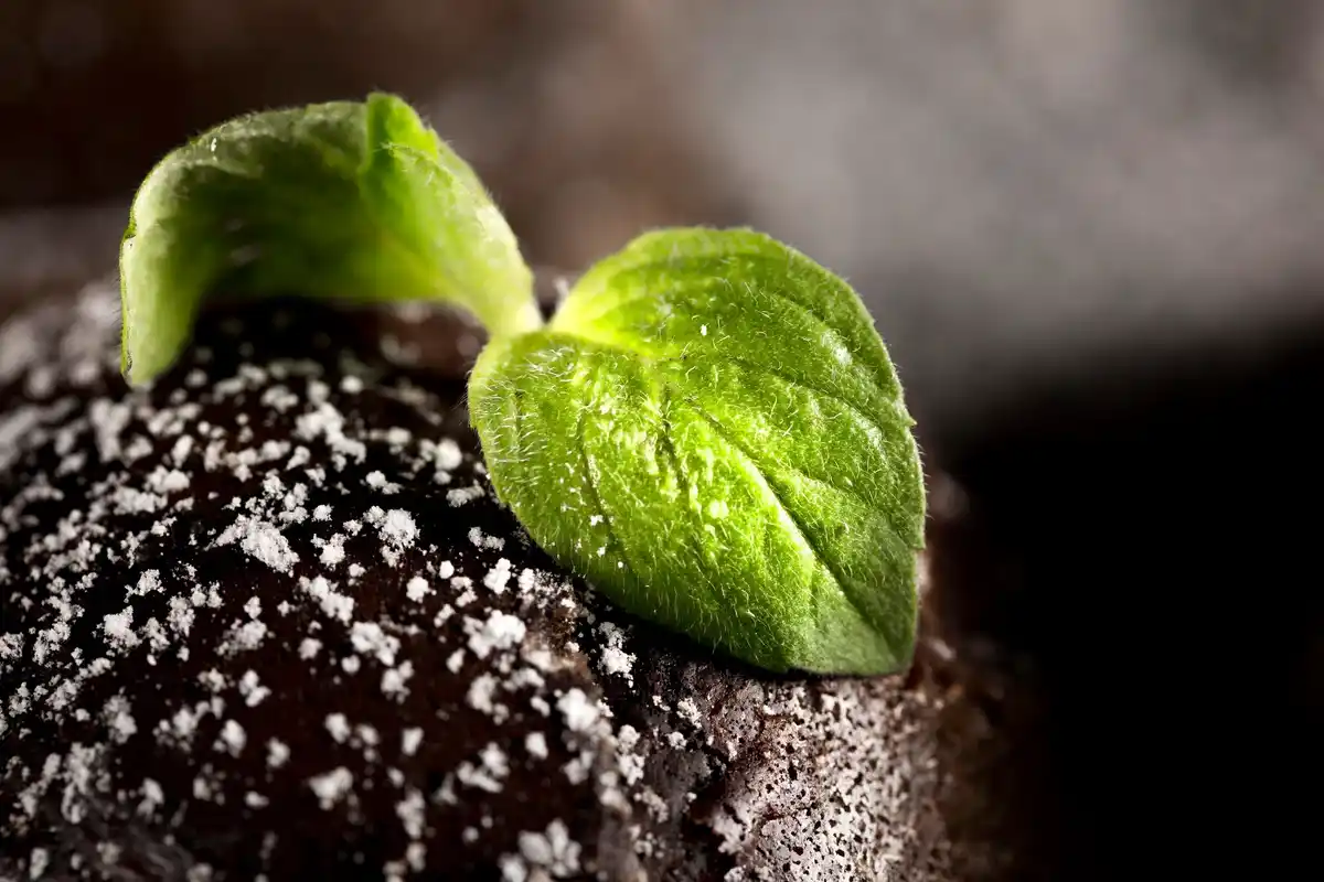 moist soil garden vegetable struggling growth