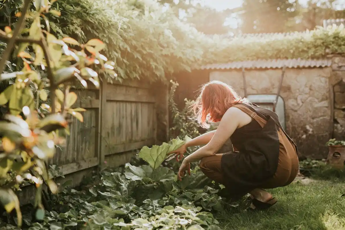 dutch vegetable garden watering morning sun healthy plants