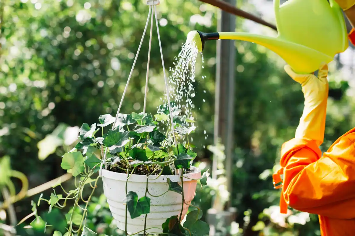 watering plants garden morning sun