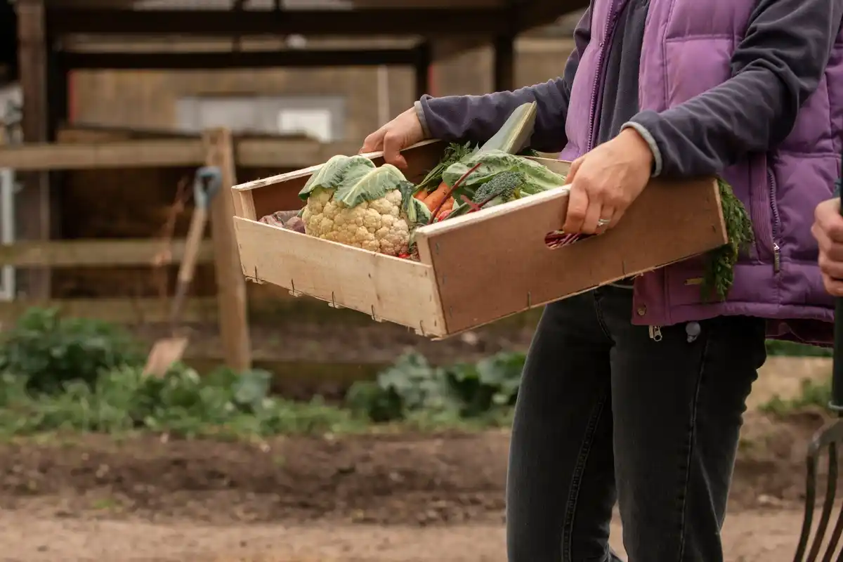 organic sustainable vegetable garden harvest netherlands
