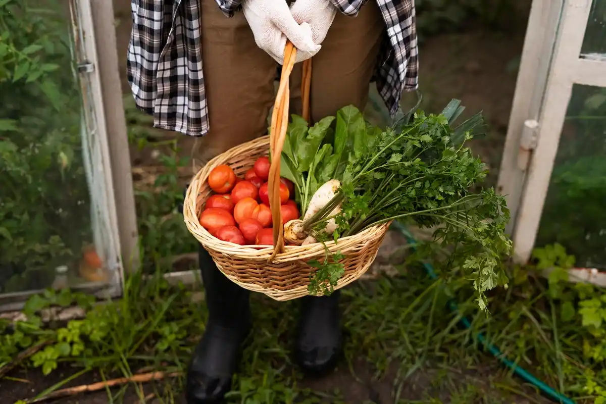 organic vegetable garden harvest netherlands
