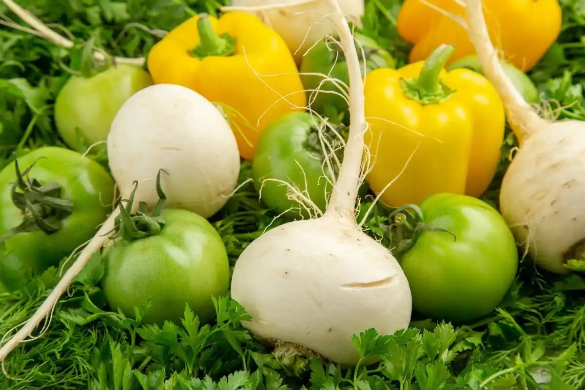 spring vegetable garden vibrant fresh