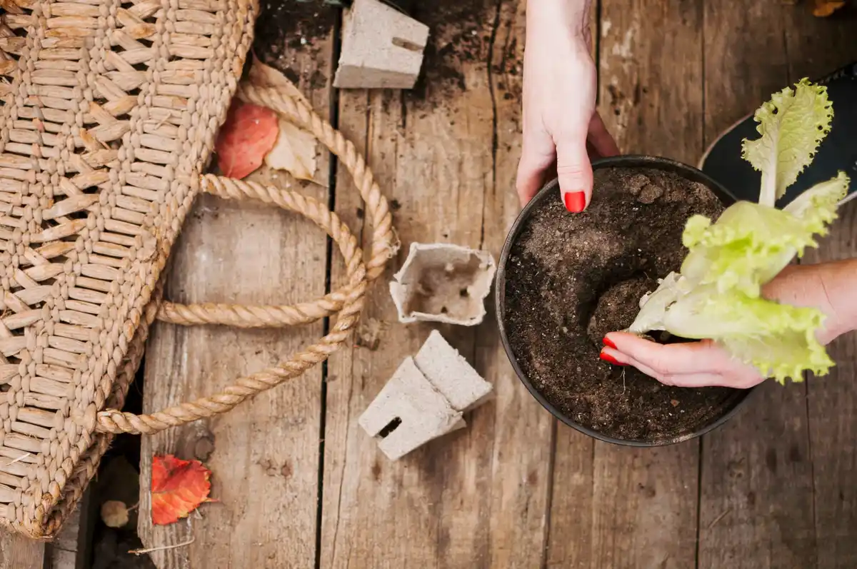 Zo maak je je moestuin klaar voor het nieuwe seizoen: tips van ervaren tuinders