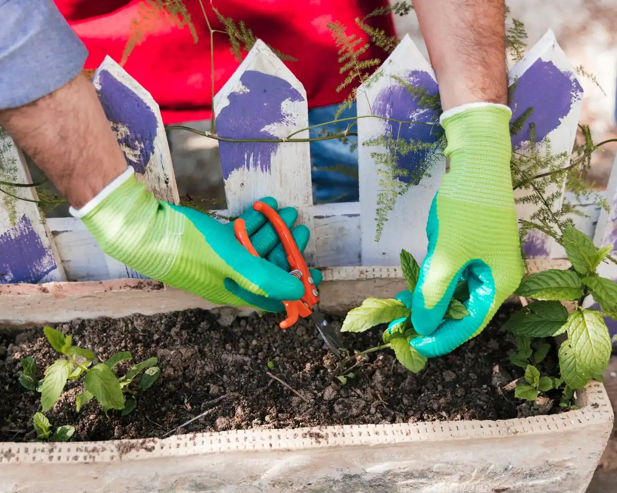 planting seedlings in vegetable garden spring
