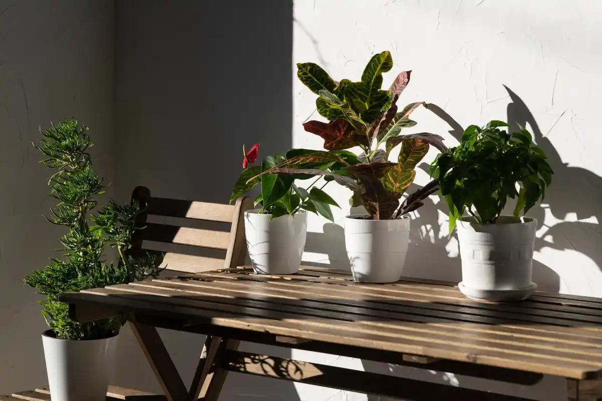sunlight on balcony vegetable garden netherlands
