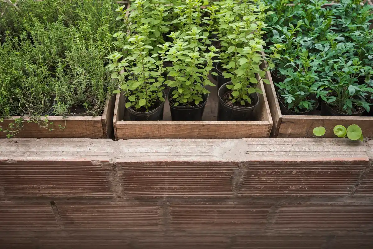 small balcony vegetable garden vertical planting