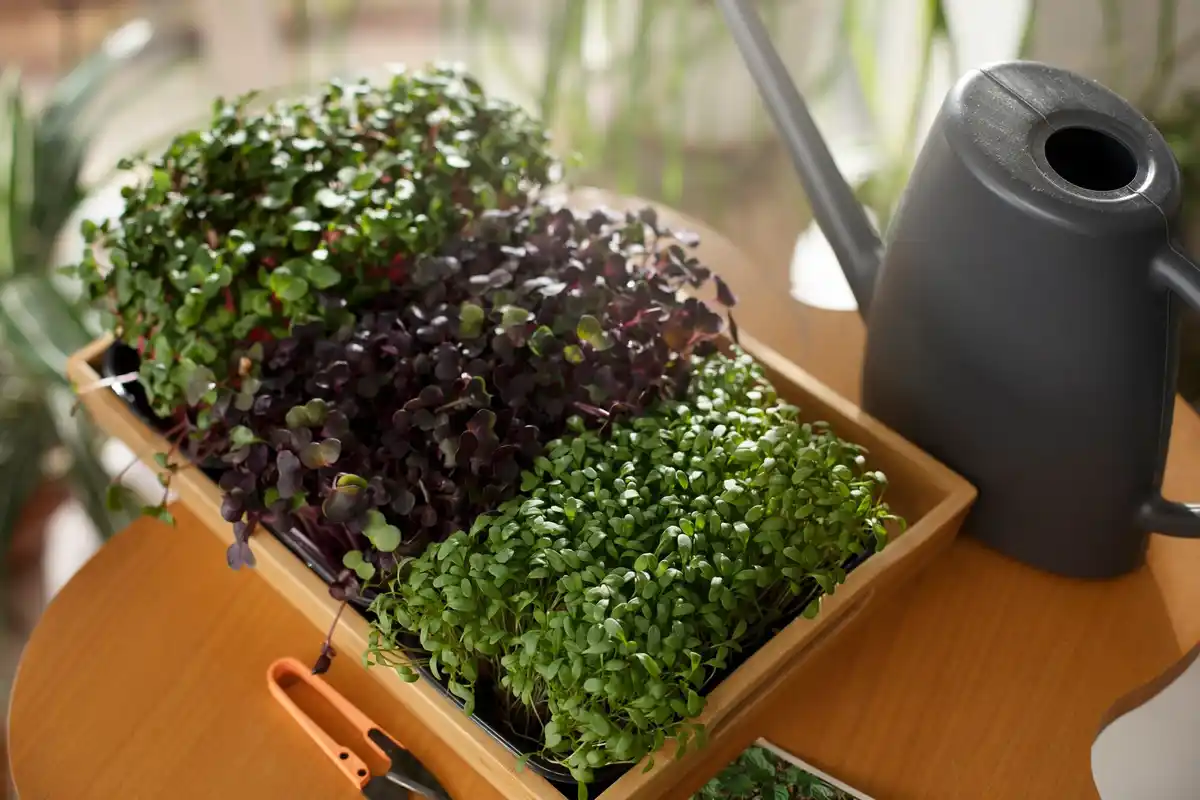 potted herbs and vegetables on small balcony garden
