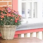 small urban balcony garden with plants and herbs