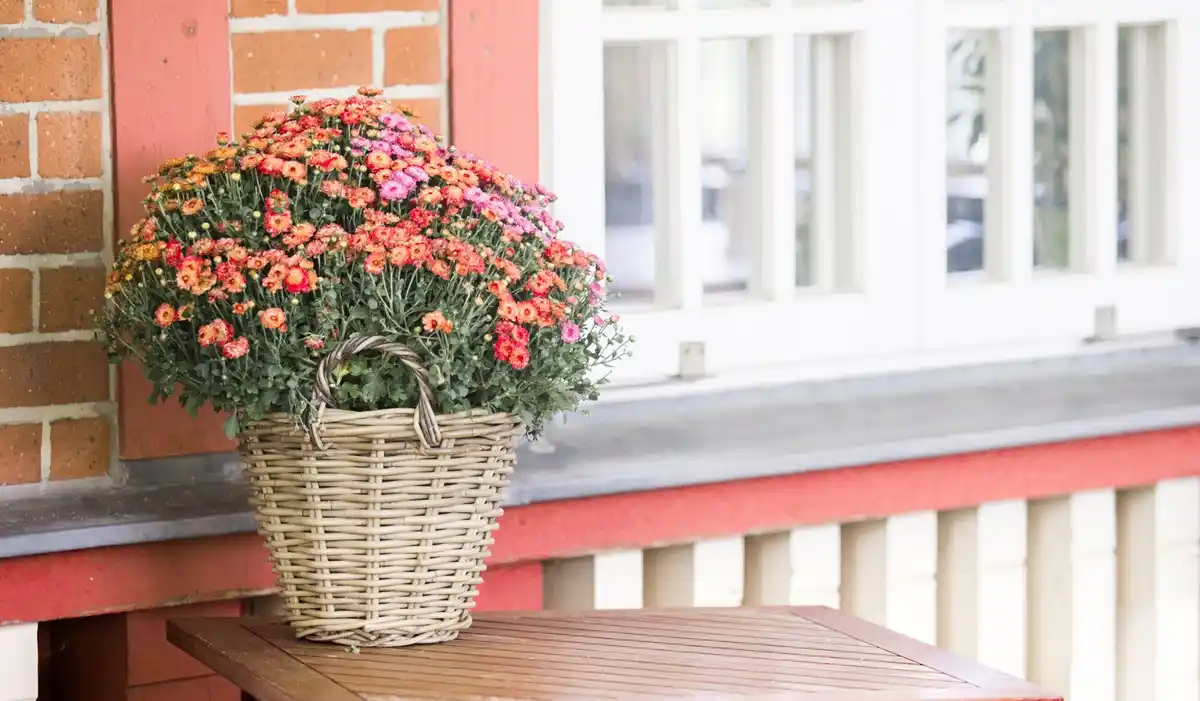 small urban balcony garden with plants and herbs