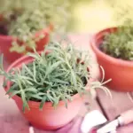 small balcony herb garden fresh herbs sunny pots