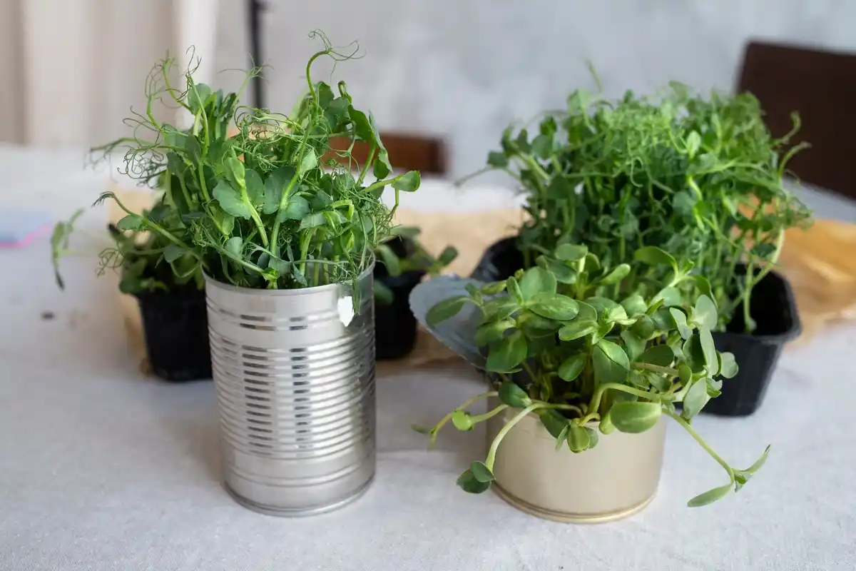 balcony herb garden small pots fresh herbs
