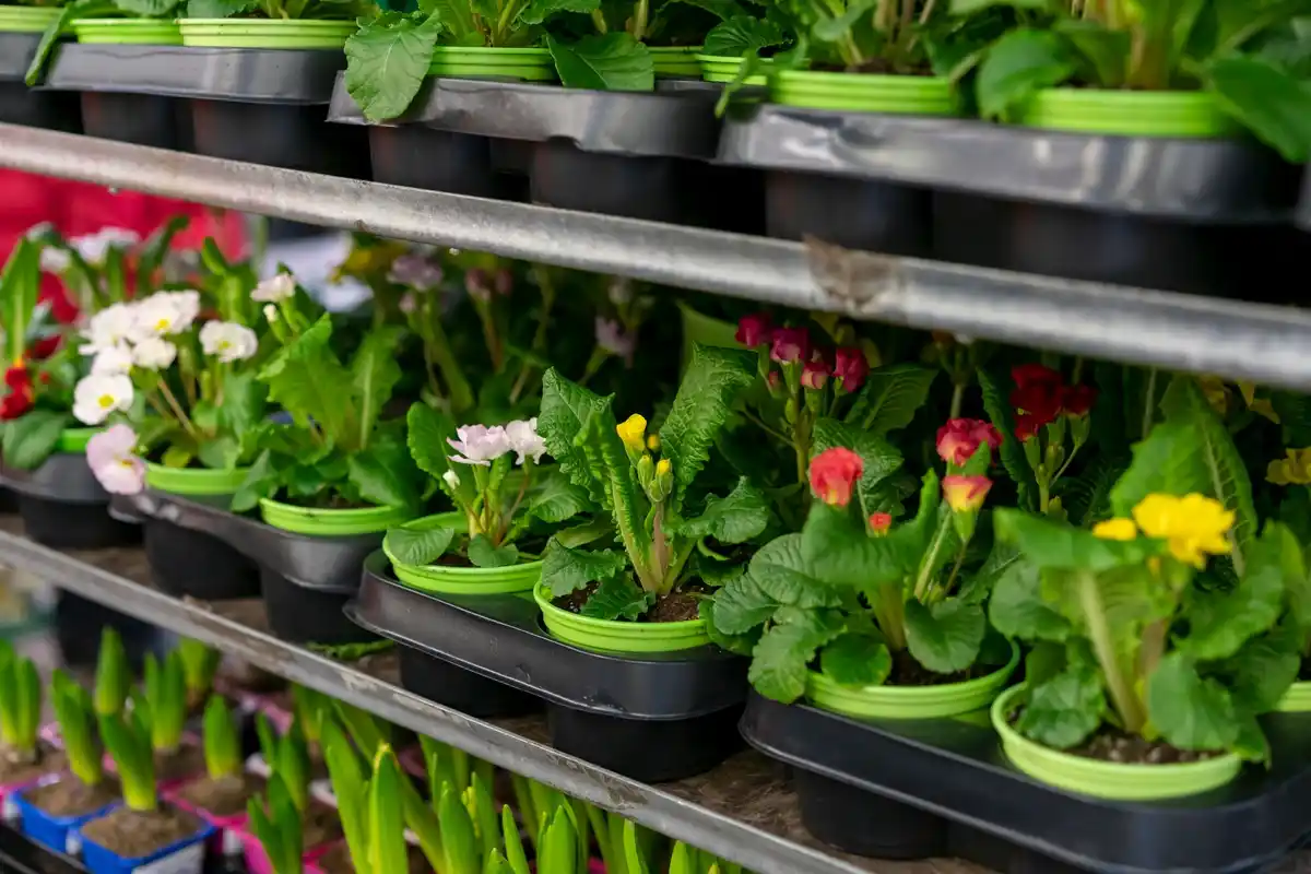 urban balcony vegetable garden in pots