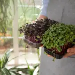 urban balcony container vegetable garden