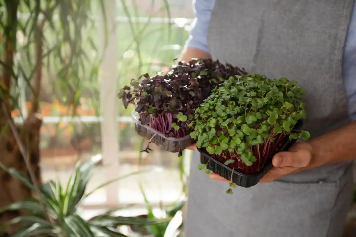 urban balcony container vegetable garden