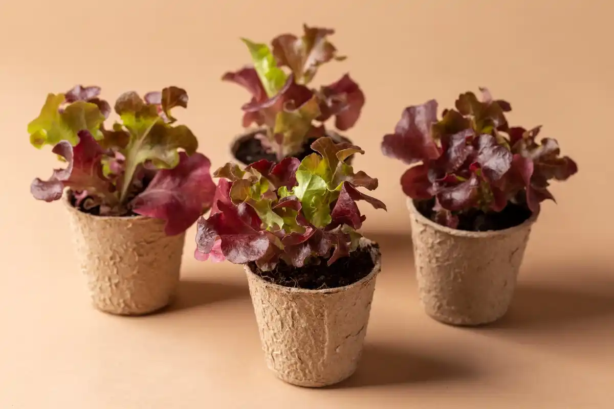 container gardening balcony vegetables