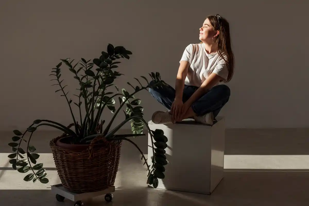 Monstera houseplant modern living room cozy