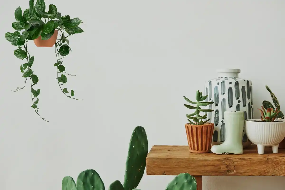 Pothos hanging plant indoor greenery cozy home