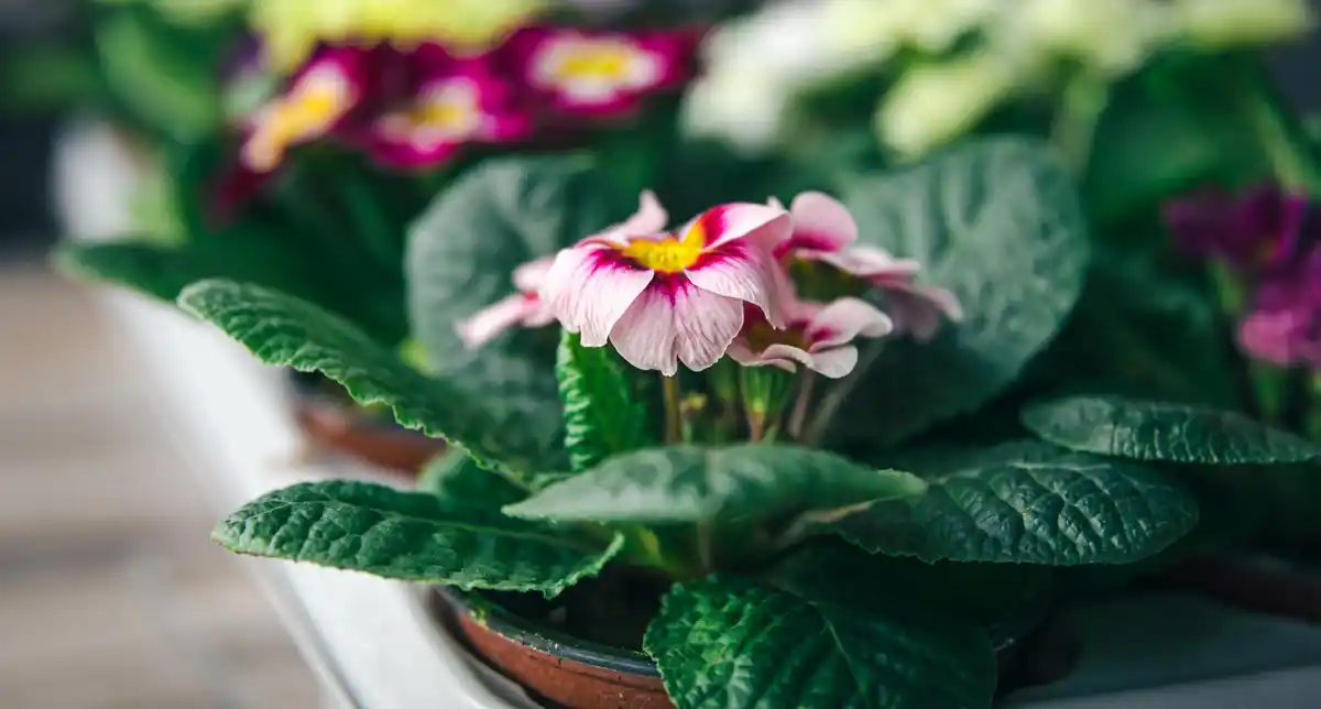 blooming houseplants vibrant flowers holland